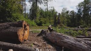 Best Tree Removal  in Janesville, CA