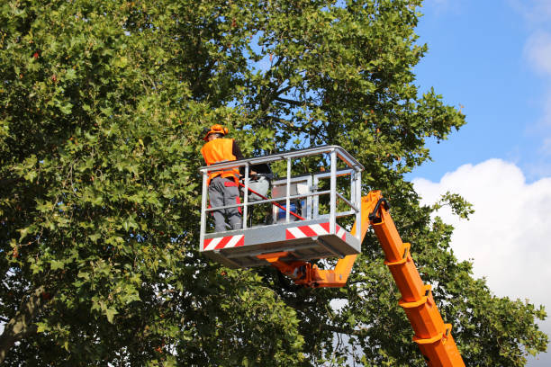 Janesville, CA Tree Services Company