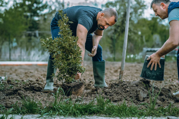 Artificial Turf Installation in Janesville, CA