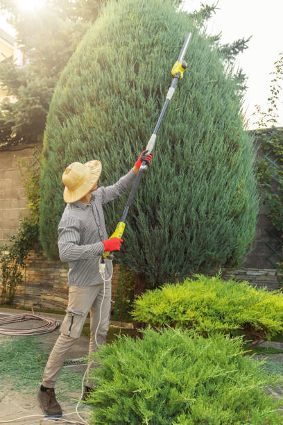 How Our Tree Care Process Works  in  Janesville, CA