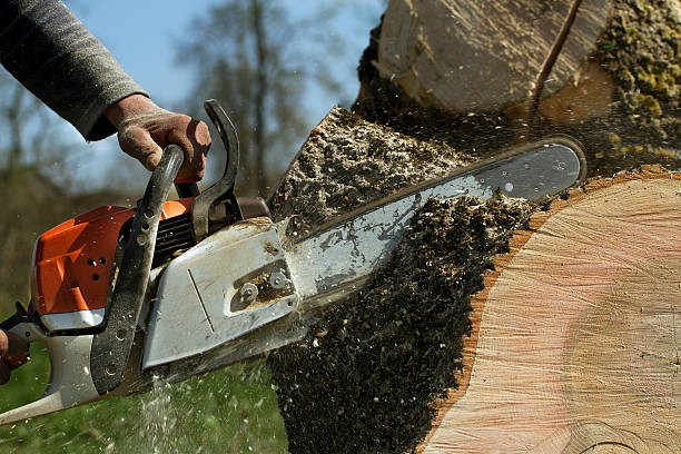 Best Leaf Removal  in Janesville, CA